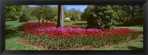 Framed Azalea and Tulip Flowers in a park, Sherwood Gardens, Baltimore, Maryland, USA Print