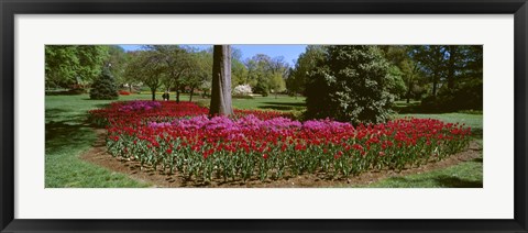 Framed Azalea and Tulip Flowers in a park, Sherwood Gardens, Baltimore, Maryland, USA Print