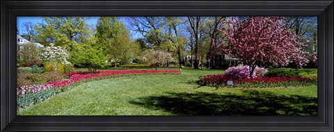 Framed Tulips and cherry trees in a garden, Sherwood Gardens, Baltimore, Maryland, USA Print