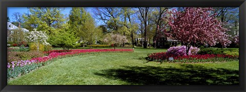 Framed Tulips and cherry trees in a garden, Sherwood Gardens, Baltimore, Maryland, USA Print
