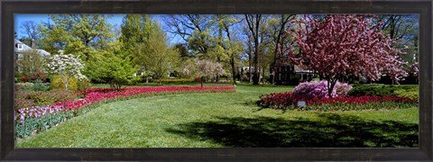 Framed Tulips and cherry trees in a garden, Sherwood Gardens, Baltimore, Maryland, USA Print