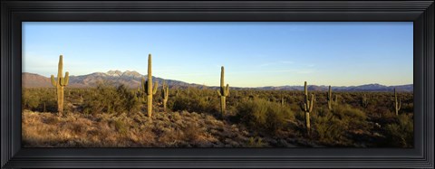 Framed Saguaro cacti in a desert, Four Peaks, Phoenix, Maricopa County, Arizona, USA Print
