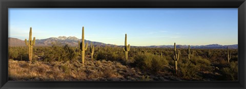 Framed Saguaro cacti in a desert, Four Peaks, Phoenix, Maricopa County, Arizona, USA Print