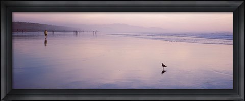 Framed Sandpiper on the beach, San Francisco, California, USA Print