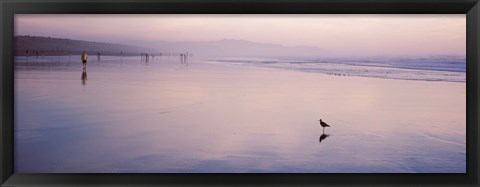 Framed Sandpiper on the beach, San Francisco, California, USA Print