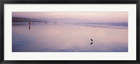 Framed Sandpiper on the beach, San Francisco, California, USA Print
