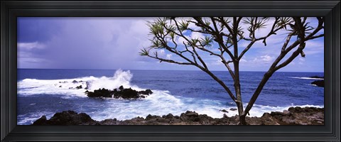 Framed Tree on the coast, Honolulu Nui Bay, Nahiku, Maui, Hawaii, USA Print