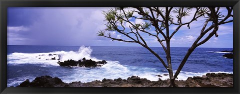 Framed Tree on the coast, Honolulu Nui Bay, Nahiku, Maui, Hawaii, USA Print