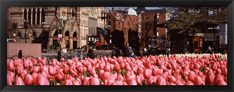 Framed Tulips in a garden with Old South Church in the background, Copley Square, Boston, Suffolk County, Massachusetts, USA Print