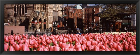 Framed Tulips in a garden with Old South Church in the background, Copley Square, Boston, Suffolk County, Massachusetts, USA Print