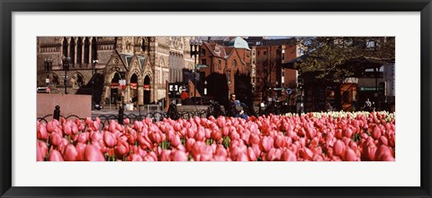 Framed Tulips in a garden with Old South Church in the background, Copley Square, Boston, Suffolk County, Massachusetts, USA Print