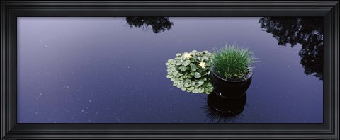 Framed Water lilies with a potted plant in a pond, Olbrich Botanical Gardens, Madison, Wisconsin, USA Print