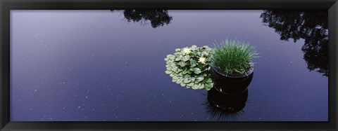 Framed Water lilies with a potted plant in a pond, Olbrich Botanical Gardens, Madison, Wisconsin, USA Print