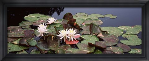Framed Water lilies in a pond, Olbrich Botanical Gardens, Madison, Wisconsin Print