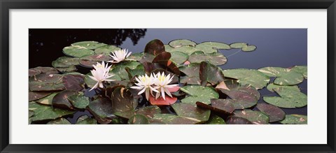 Framed Water lilies in a pond, Olbrich Botanical Gardens, Madison, Wisconsin Print