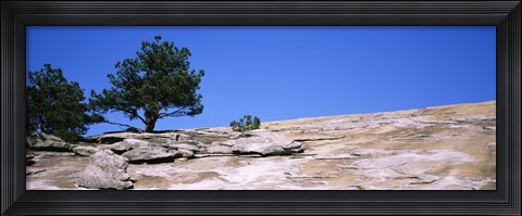Framed Trees on a mountain, Stone Mountain, Atlanta, Fulton County, Georgia Print