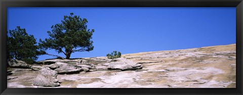 Framed Trees on a mountain, Stone Mountain, Atlanta, Fulton County, Georgia Print