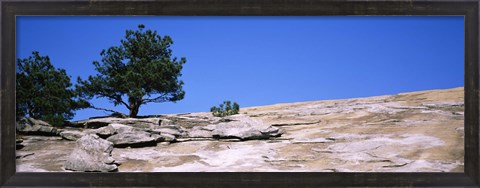 Framed Trees on a mountain, Stone Mountain, Atlanta, Fulton County, Georgia Print