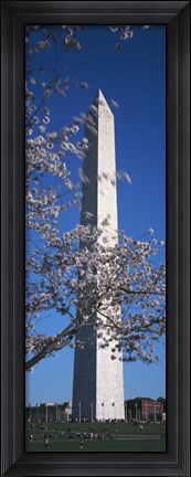 Framed Cherry Blossom in front of an obelisk, Washington Monument, Washington DC, USA Print