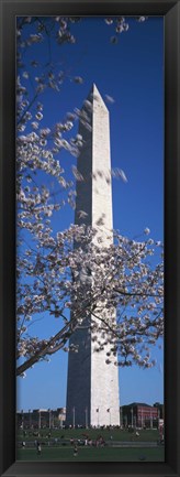 Framed Cherry Blossom in front of an obelisk, Washington Monument, Washington DC, USA Print