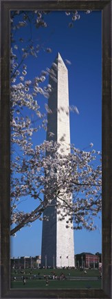 Framed Cherry Blossom in front of an obelisk, Washington Monument, Washington DC, USA Print