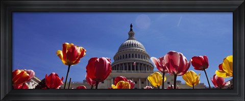 Framed Tulips with a government building in the background, Capitol Building, Washington DC, USA Print