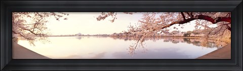 Framed Cherry blossoms at the lakeside, Washington DC Print