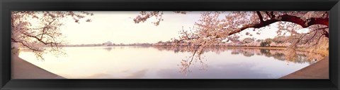 Framed Cherry blossoms at the lakeside, Washington DC Print