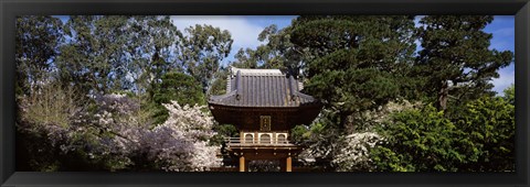 Framed Cherry Blossom trees in a garden, Japanese Tea Garden, Golden Gate Park, San Francisco, California, USA Print