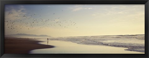 Framed Flock of seagulls flying above a woman on the beach, San Francisco, California, USA Print