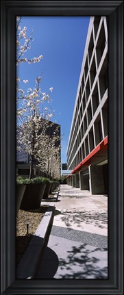 Framed Blooming tree in the business district, Downtown San Jose, San Jose, Santa Clara County, California, USA Print