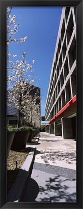Framed Blooming tree in the business district, Downtown San Jose, San Jose, Santa Clara County, California, USA Print