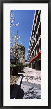 Framed Blooming tree in the business district, Downtown San Jose, San Jose, Santa Clara County, California, USA Print