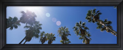 Framed Low angle view of palm trees, Downtown San Jose, San Jose, Santa Clara County, California, USA Print