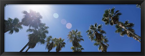 Framed Low angle view of palm trees, Downtown San Jose, San Jose, Santa Clara County, California, USA Print