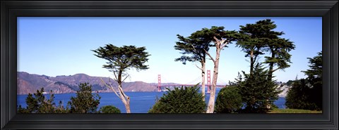 Framed View of a suspension  bridge through trees, Golden Gate Bridge, San Francisco Bay, San Francisco, California, USA Print