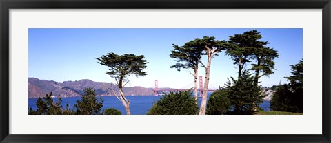 Framed View of a suspension  bridge through trees, Golden Gate Bridge, San Francisco Bay, San Francisco, California, USA Print