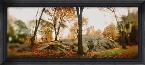 Framed Trees in a park, Central Park, Manhattan, New York City, New York State, USA Print