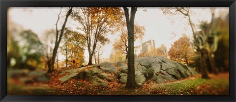 Framed Trees in a park, Central Park, Manhattan, New York City, New York State, USA Print