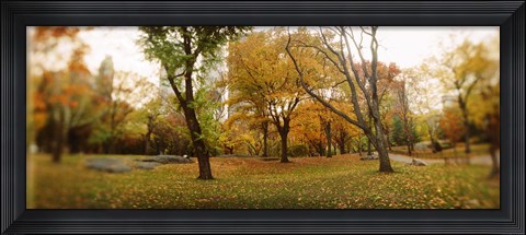 Framed Shedding trees, Central Park, Manhattan, New York City, New York State, USA Print