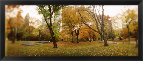 Framed Shedding trees, Central Park, Manhattan, New York City, New York State, USA Print