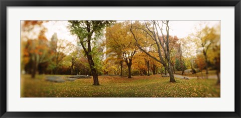 Framed Shedding trees, Central Park, Manhattan, New York City, New York State, USA Print