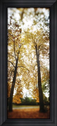 Framed Autumn trees in a park, Volunteer Park, Capitol Hill, Seattle, King County, Washington State, USA Print