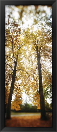 Framed Autumn trees in a park, Volunteer Park, Capitol Hill, Seattle, King County, Washington State, USA Print