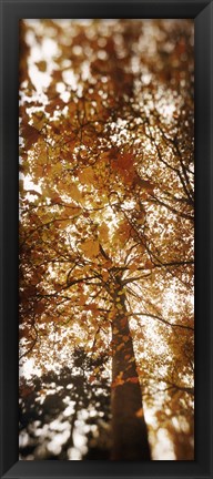 Framed Low angle view of autumn trees, Volunteer Park, Capitol Hill, Seattle, King County, Washington State, USA Print