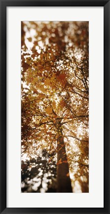 Framed Low angle view of autumn trees, Volunteer Park, Capitol Hill, Seattle, King County, Washington State, USA Print