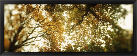 Framed Autumn Trees in Volunteer Park, Seattle, Washington Print