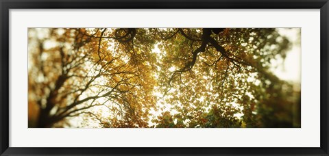 Framed Autumn Trees in Volunteer Park, Seattle, Washington Print