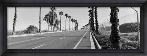 Framed Palm trees along a road, San Diego, California, USA Print