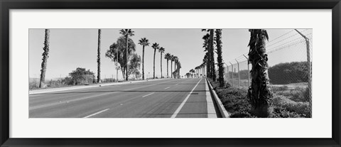 Framed Palm trees along a road, San Diego, California, USA Print